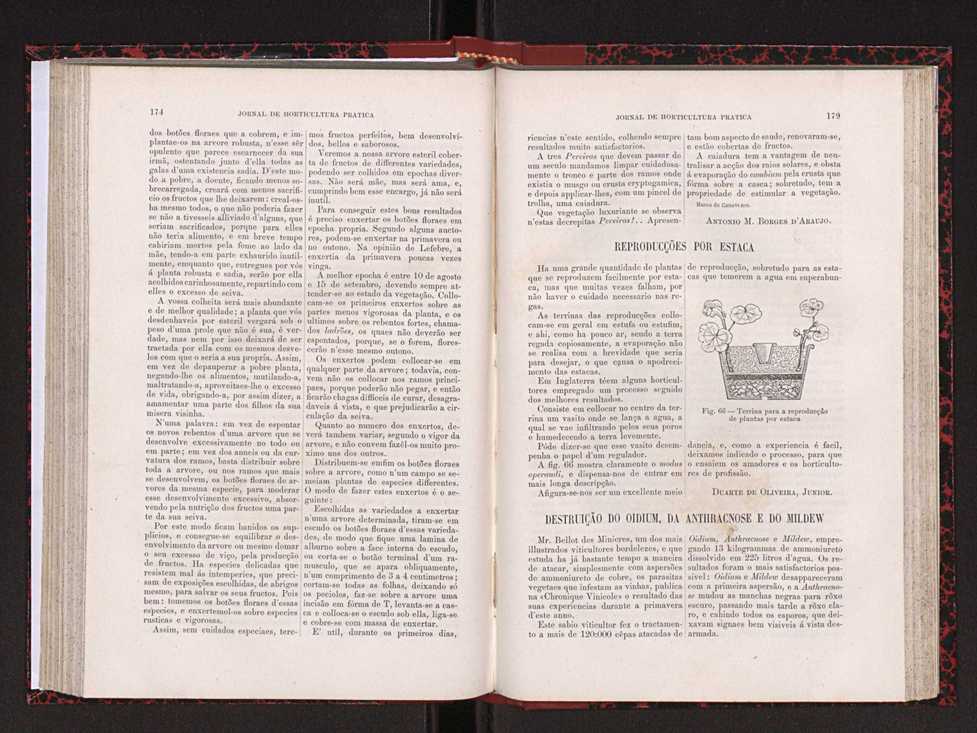 Jornal de horticultura prtica XVIII 102