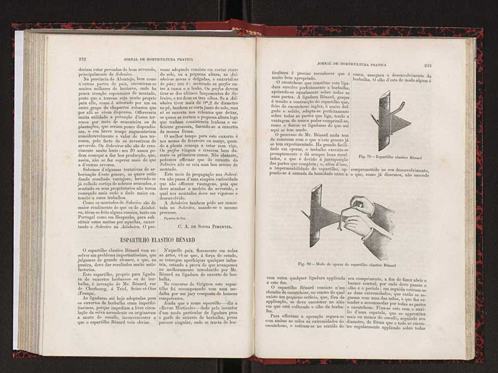 Jornal de horticultura pr�tica XVIII 131