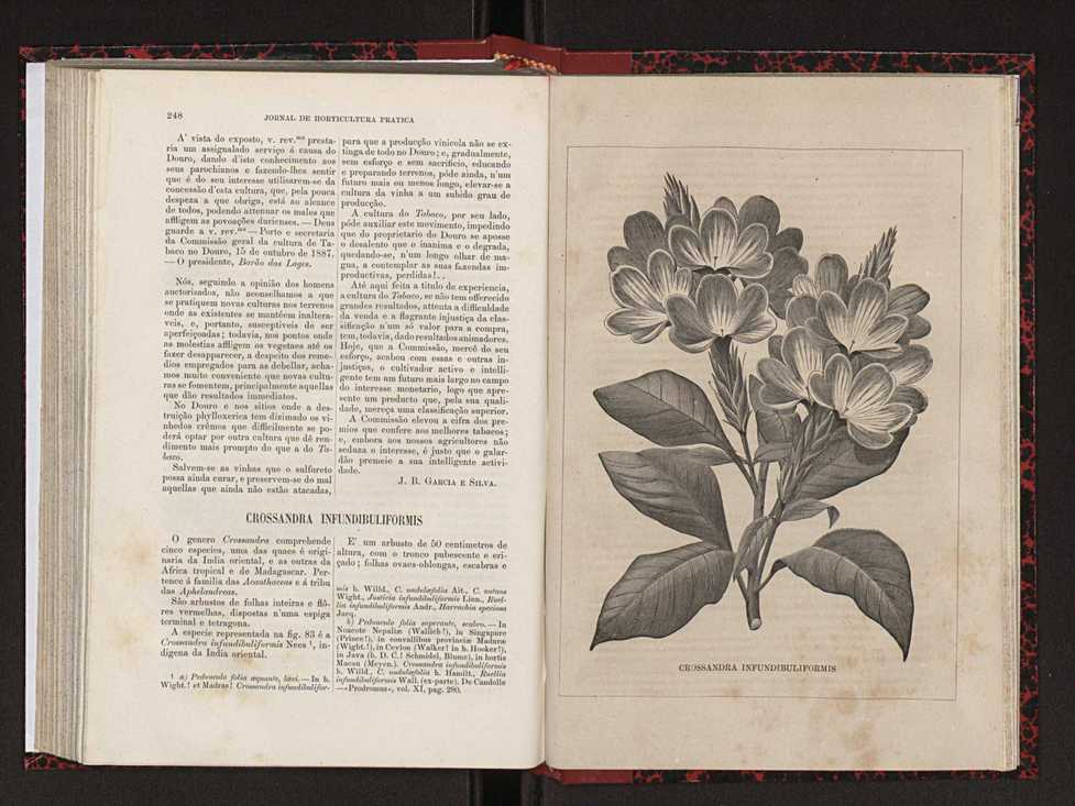Jornal de horticultura prtica XVIII 139