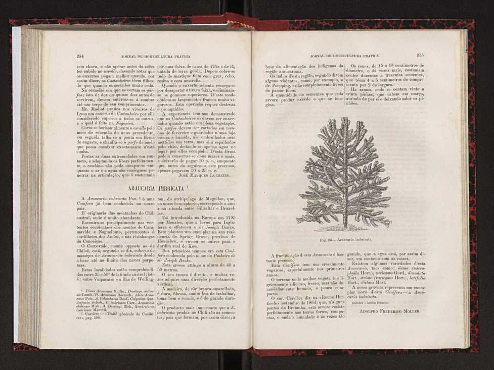 Jornal de horticultura prtica XVIII 143