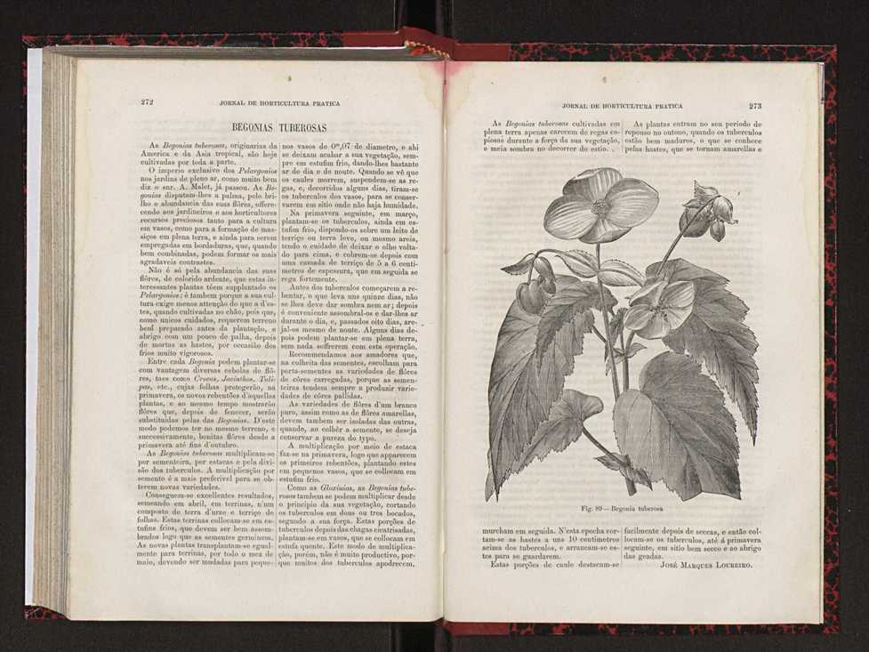 Jornal de horticultura prtica XVIII 152