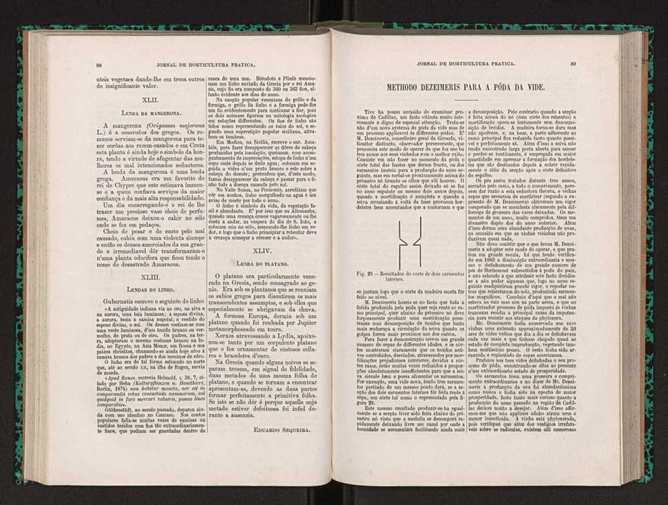 Jornal de horticultura prtica XXII 58