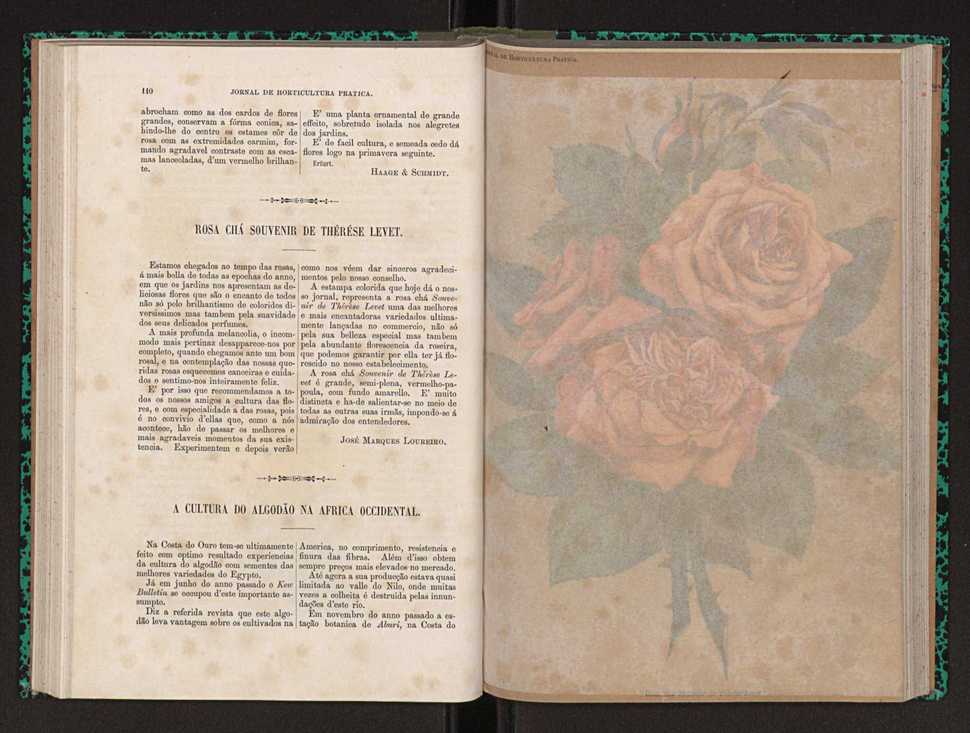 Jornal de horticultura prtica XXII 71