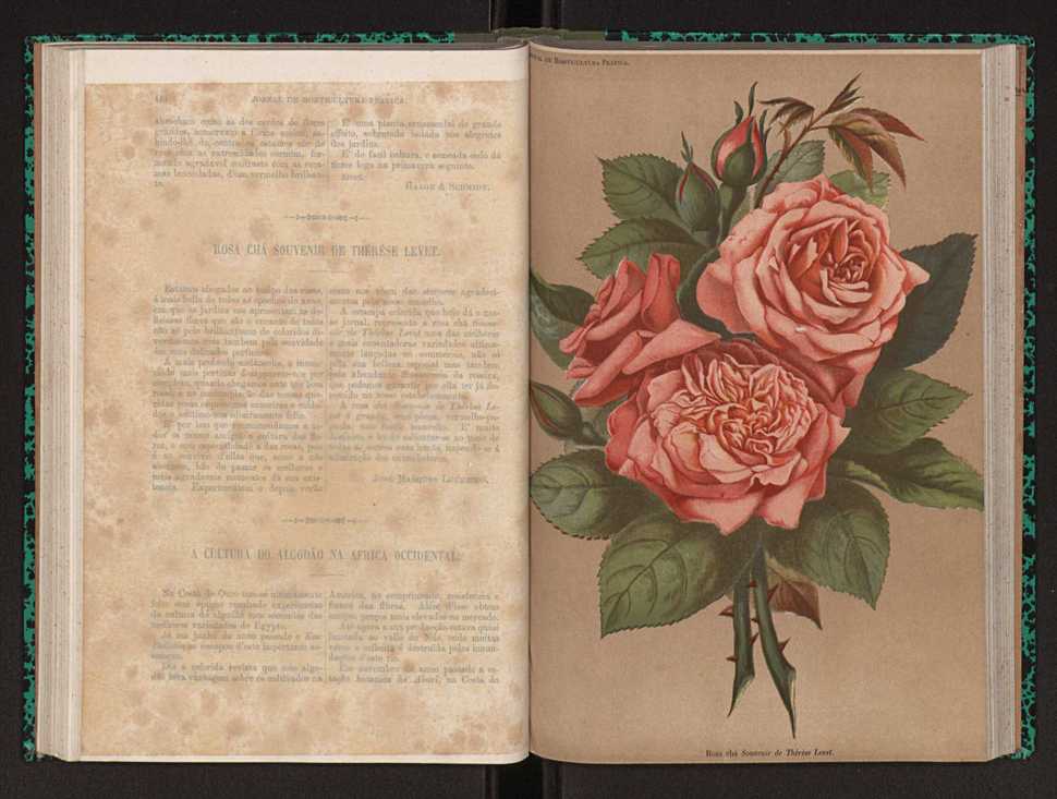 Jornal de horticultura prtica XXII 72