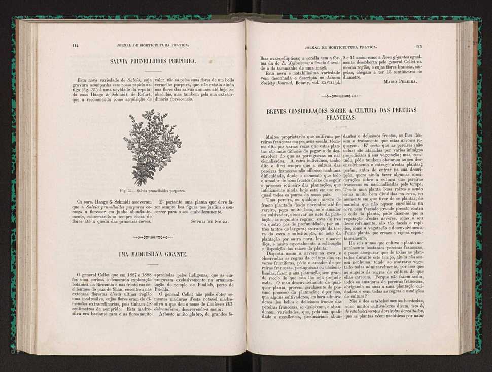 Jornal de horticultura prtica XXII 75