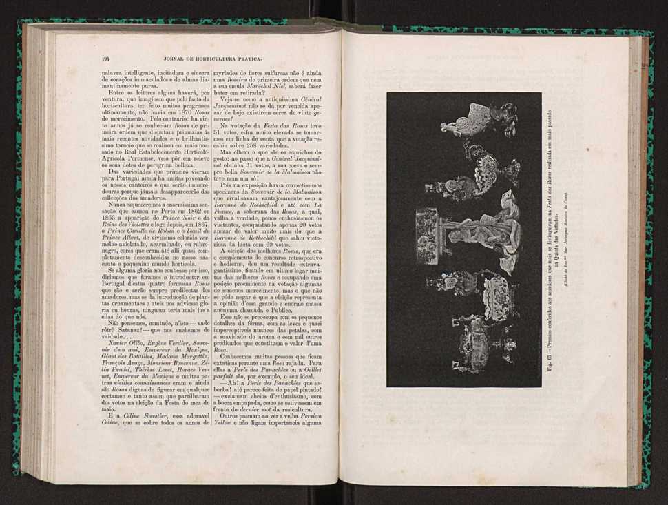 Jornal de horticultura prtica XXII 123