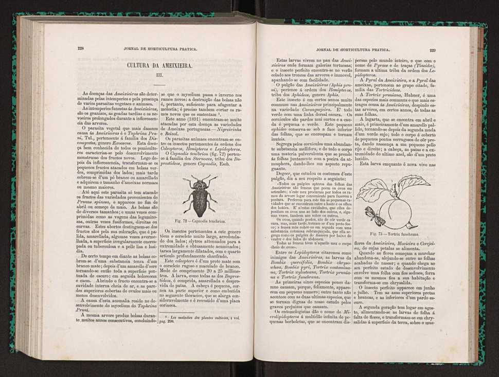 Jornal de horticultura pr�tica XXII 142