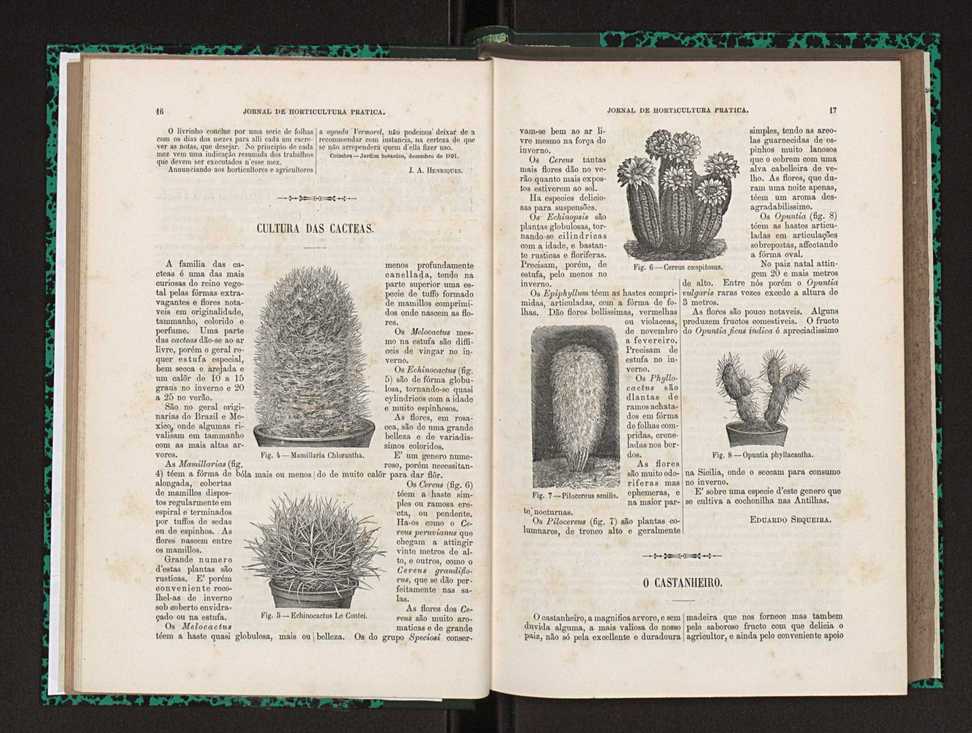 Jornal de horticultura prtica XXIII 15