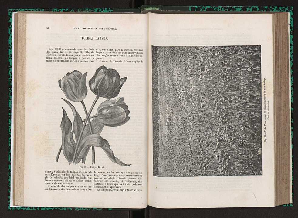 Jornal de horticultura prtica XXIII 48