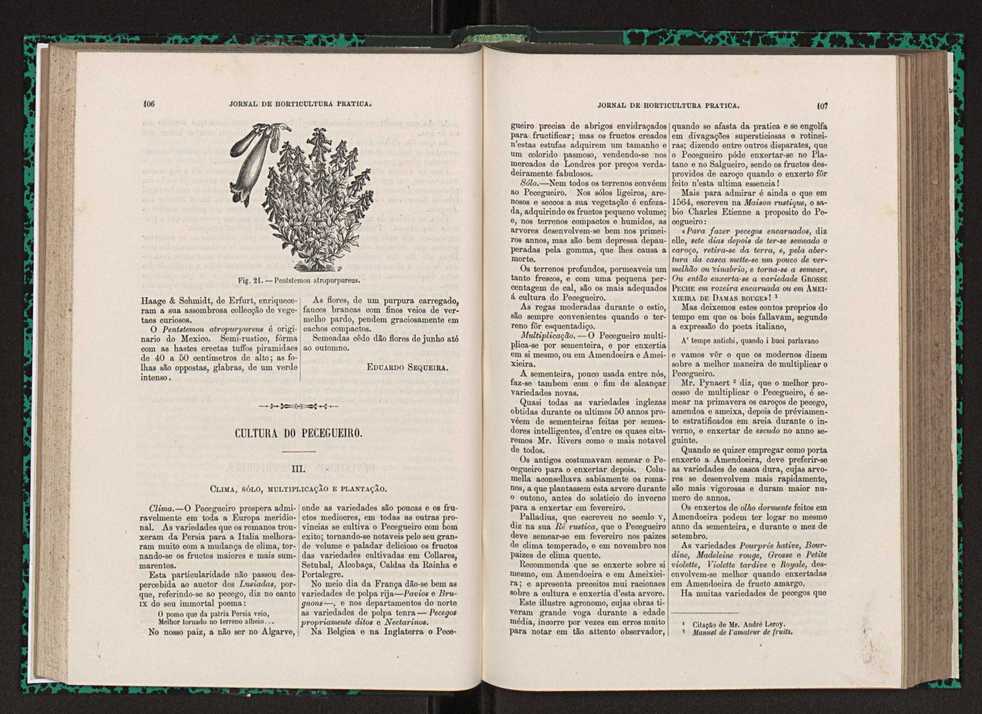Jornal de horticultura prtica XXIII 60