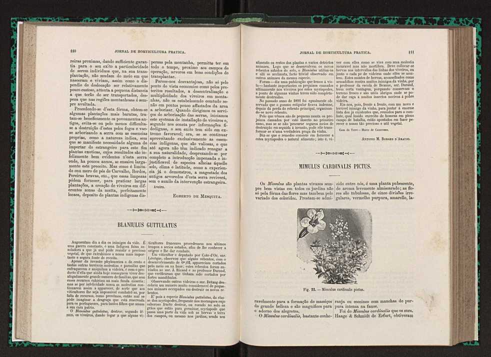 Jornal de horticultura prtica XXIII 62