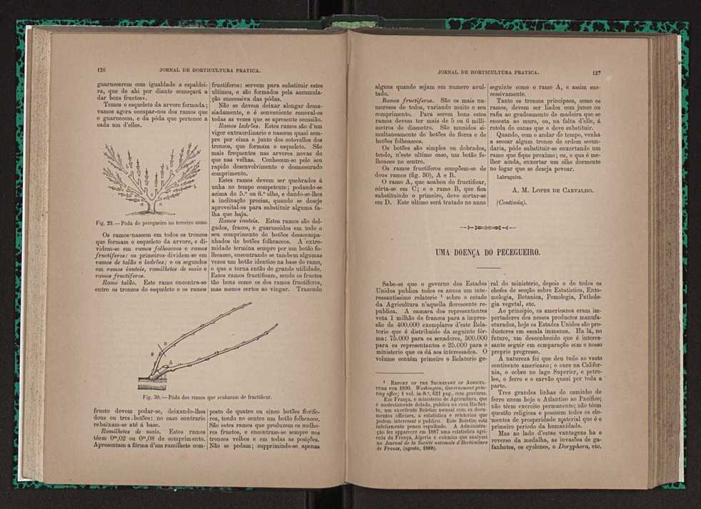 Jornal de horticultura prtica XXIII 70