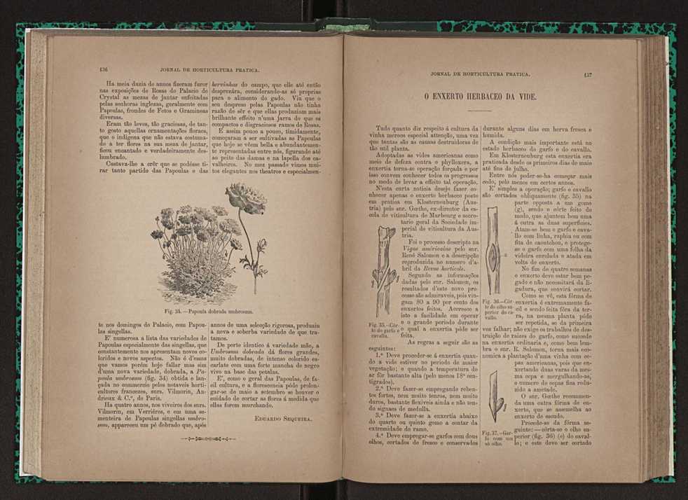 Jornal de horticultura prtica XXIII 75