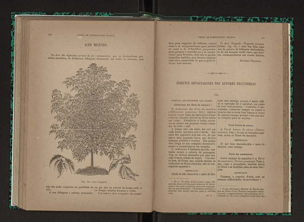 Jornal de horticultura prtica XXIII 120