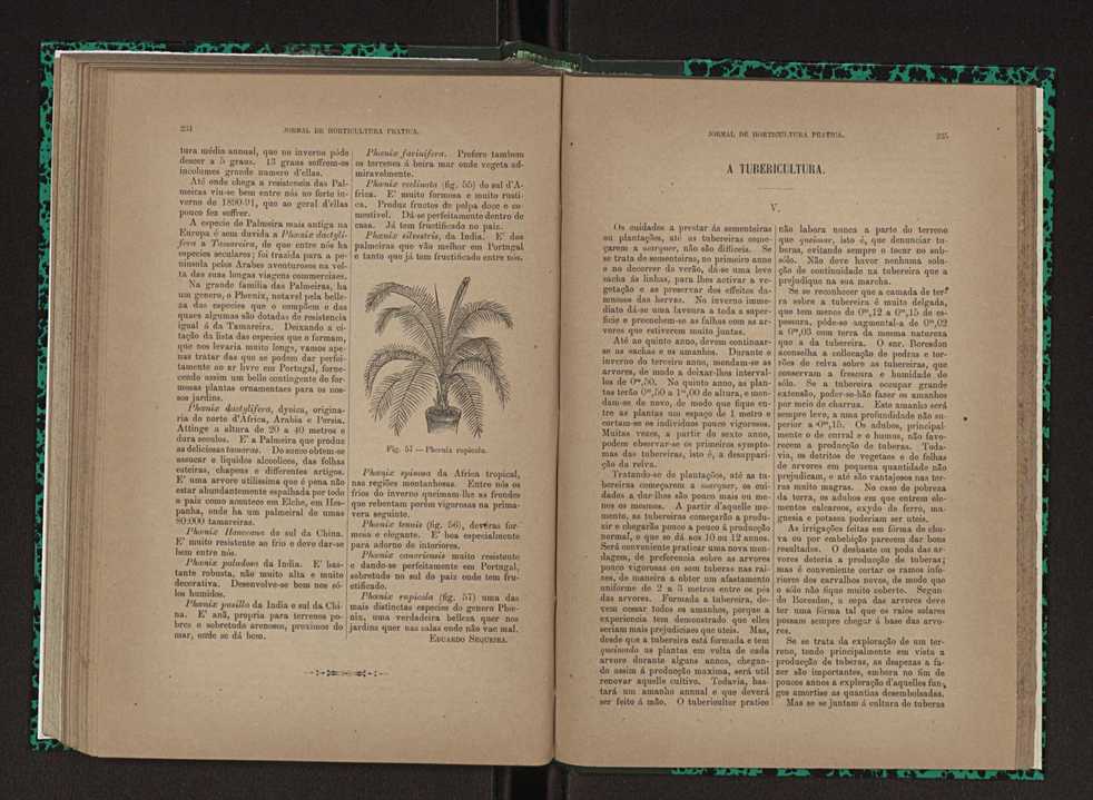 Jornal de horticultura prtica XXIII 124