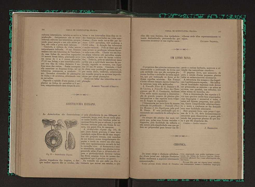 Jornal de horticultura prtica XXIII 125