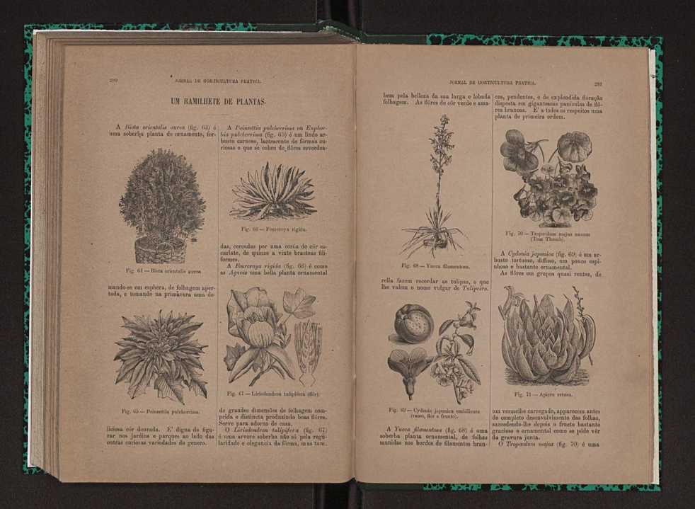 Jornal de horticultura prtica XXIII 147