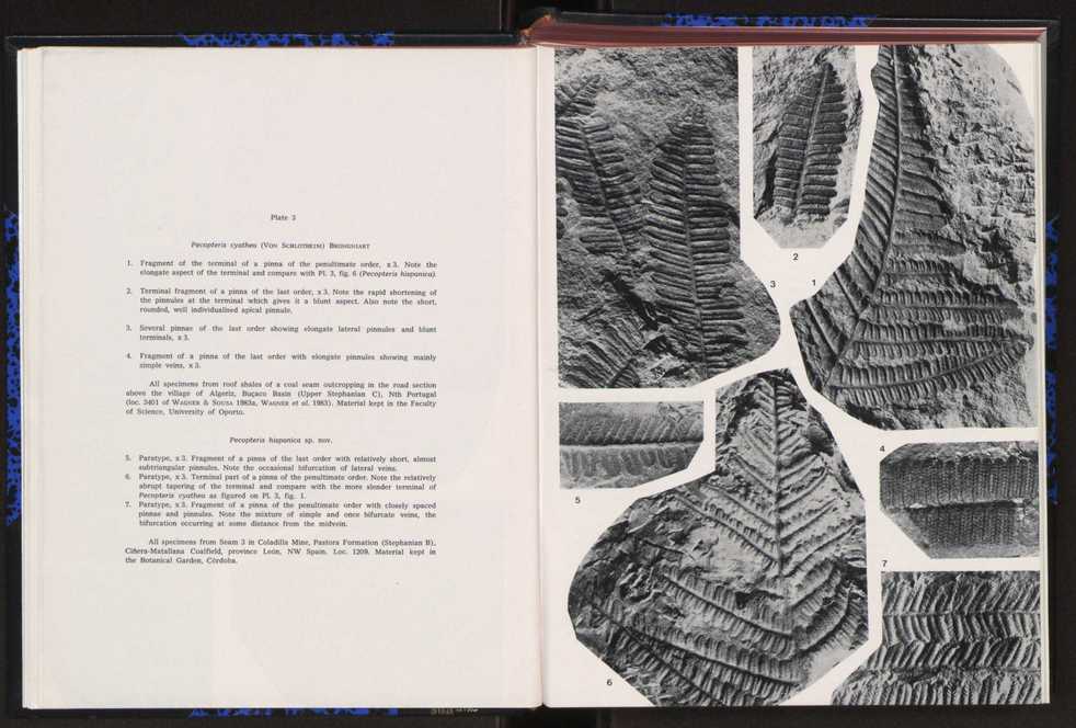 Anais da Faculdade de Cincias : supplement to volume 64 (1983) : special volume in honour of Wenceslau de Lima, palaeobotanist and statesman (1858-1919) 19