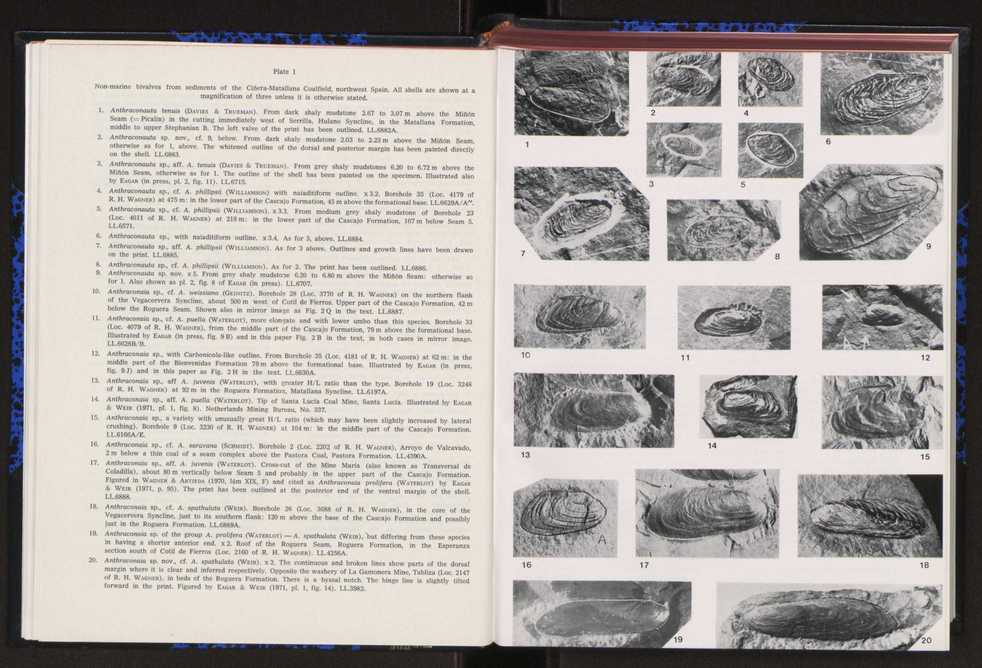 Anais da Faculdade de Cincias : supplement to volume 64 (1983) : special volume in honour of Wenceslau de Lima, palaeobotanist and statesman (1858-1919) 26