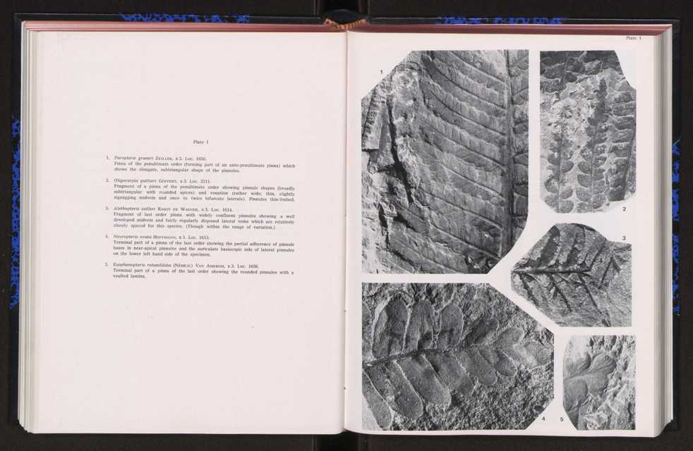 Anais da Faculdade de Cincias : supplement to volume 64 (1983) : special volume in honour of Wenceslau de Lima, palaeobotanist and statesman (1858-1919) 145