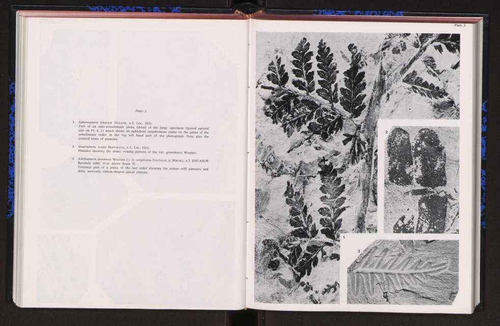 Anais da Faculdade de Cincias : supplement to volume 64 (1983) : special volume in honour of Wenceslau de Lima, palaeobotanist and statesman (1858-1919) 146