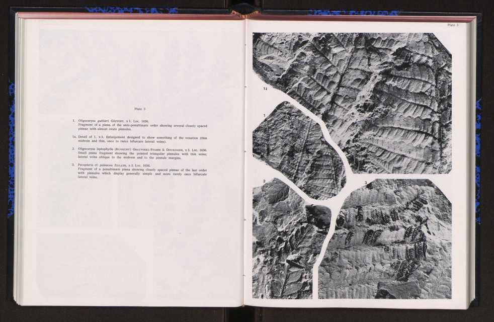 Anais da Faculdade de Cincias : supplement to volume 64 (1983) : special volume in honour of Wenceslau de Lima, palaeobotanist and statesman (1858-1919) 147