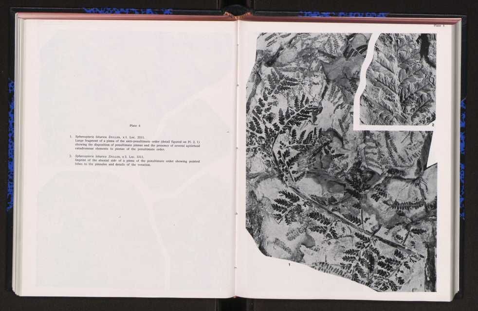 Anais da Faculdade de Cincias : supplement to volume 64 (1983) : special volume in honour of Wenceslau de Lima, palaeobotanist and statesman (1858-1919) 148