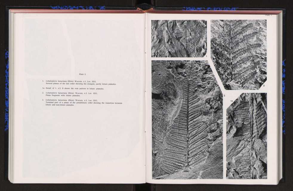 Anais da Faculdade de Cincias : supplement to volume 64 (1983) : special volume in honour of Wenceslau de Lima, palaeobotanist and statesman (1858-1919) 149