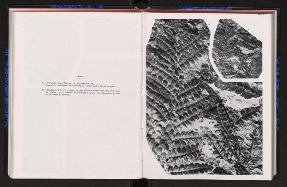 Anais da Faculdade de Cincias : supplement to volume 64 (1983) : special volume in honour of Wenceslau de Lima, palaeobotanist and statesman (1858-1919) 150