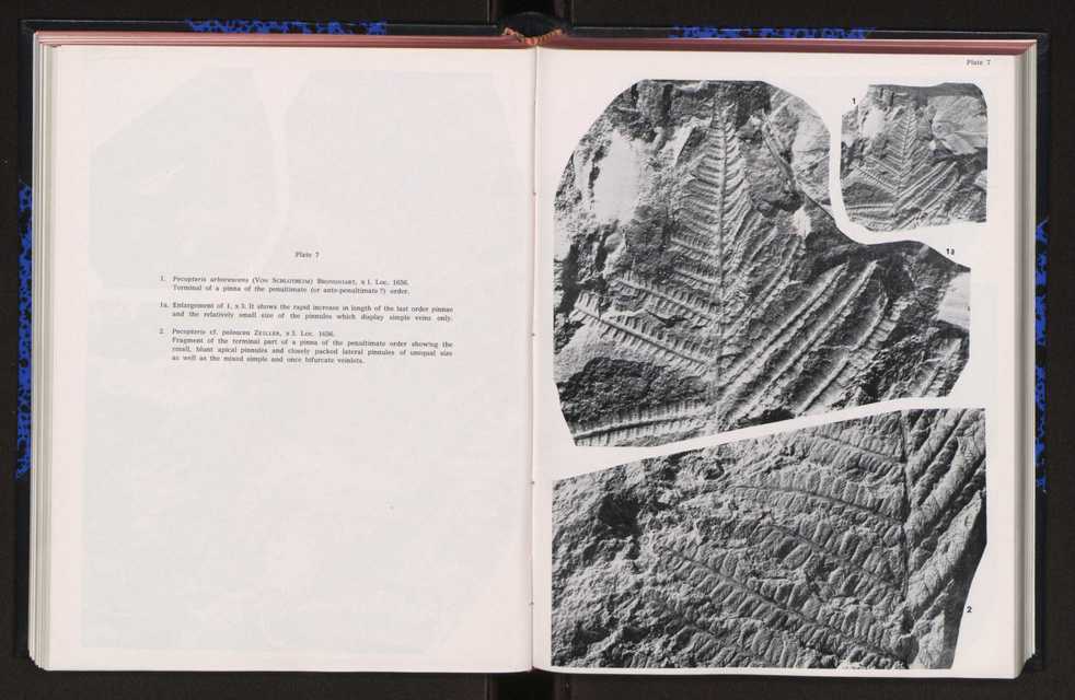 Anais da Faculdade de Cincias : supplement to volume 64 (1983) : special volume in honour of Wenceslau de Lima, palaeobotanist and statesman (1858-1919) 151