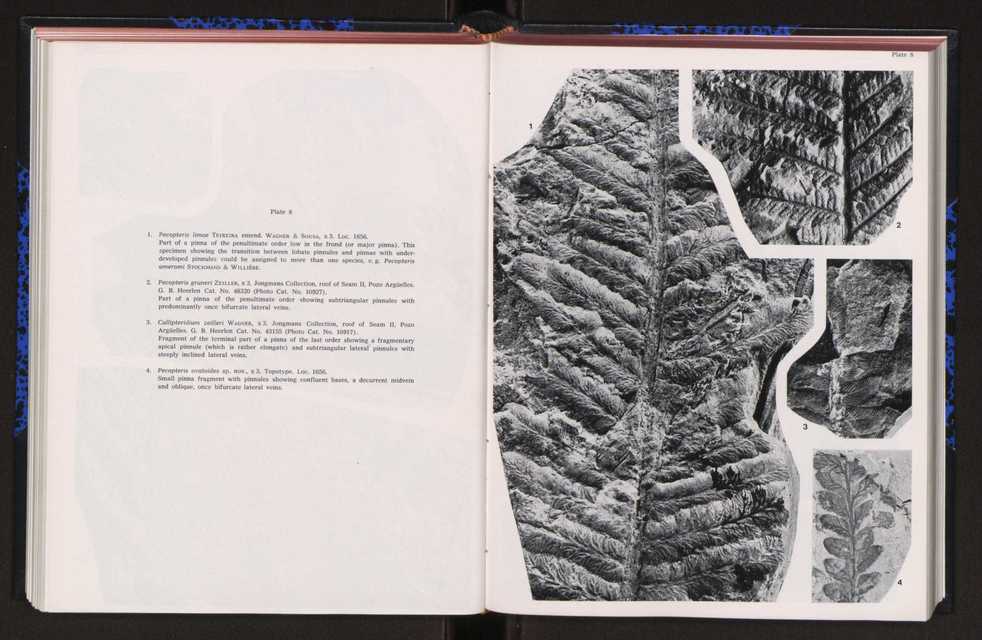 Anais da Faculdade de Cincias : supplement to volume 64 (1983) : special volume in honour of Wenceslau de Lima, palaeobotanist and statesman (1858-1919) 152