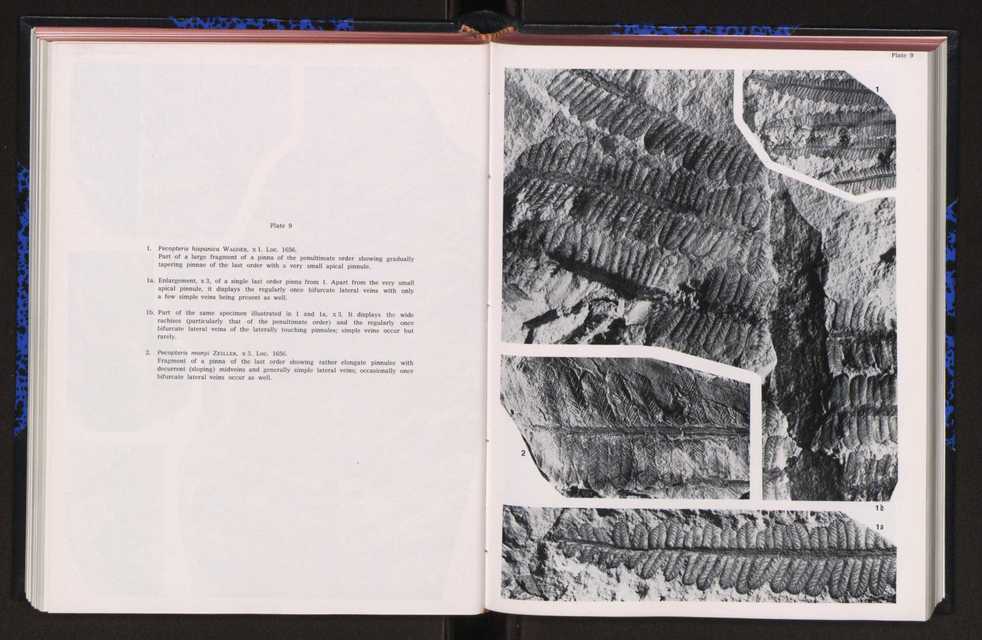 Anais da Faculdade de Cincias : supplement to volume 64 (1983) : special volume in honour of Wenceslau de Lima, palaeobotanist and statesman (1858-1919) 153