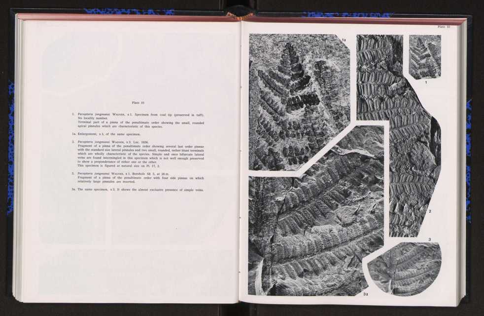 Anais da Faculdade de Cincias : supplement to volume 64 (1983) : special volume in honour of Wenceslau de Lima, palaeobotanist and statesman (1858-1919) 154