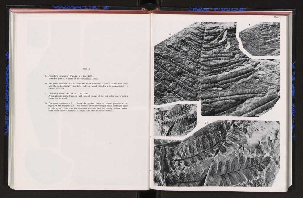 Anais da Faculdade de Cincias : supplement to volume 64 (1983) : special volume in honour of Wenceslau de Lima, palaeobotanist and statesman (1858-1919) 155