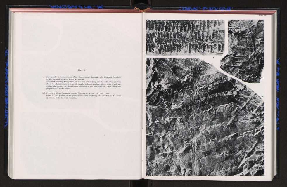 Anais da Faculdade de Cincias : supplement to volume 64 (1983) : special volume in honour of Wenceslau de Lima, palaeobotanist and statesman (1858-1919) 156