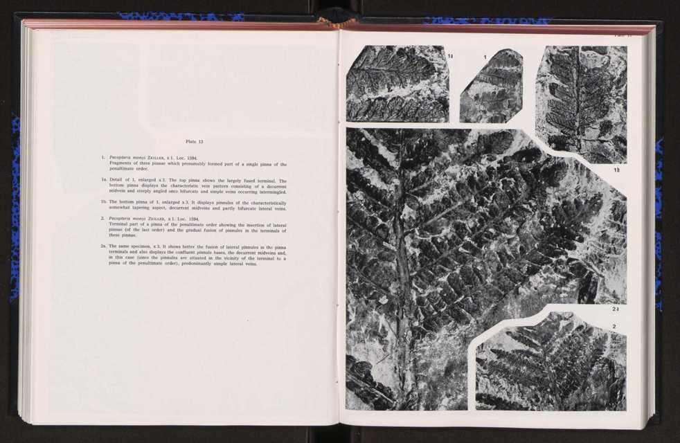 Anais da Faculdade de Cincias : supplement to volume 64 (1983) : special volume in honour of Wenceslau de Lima, palaeobotanist and statesman (1858-1919) 157