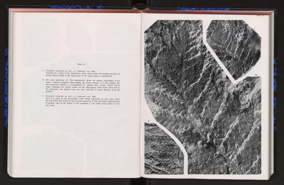 Anais da Faculdade de Cincias : supplement to volume 64 (1983) : special volume in honour of Wenceslau de Lima, palaeobotanist and statesman (1858-1919) 158