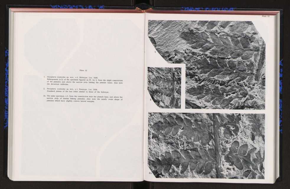 Anais da Faculdade de Cincias : supplement to volume 64 (1983) : special volume in honour of Wenceslau de Lima, palaeobotanist and statesman (1858-1919) 159
