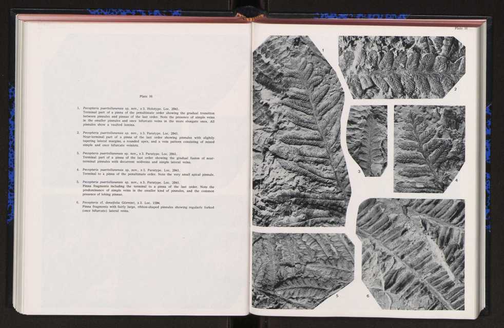 Anais da Faculdade de Cincias : supplement to volume 64 (1983) : special volume in honour of Wenceslau de Lima, palaeobotanist and statesman (1858-1919) 160
