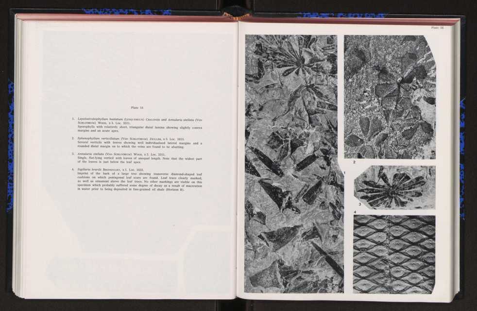 Anais da Faculdade de Cincias : supplement to volume 64 (1983) : special volume in honour of Wenceslau de Lima, palaeobotanist and statesman (1858-1919) 162