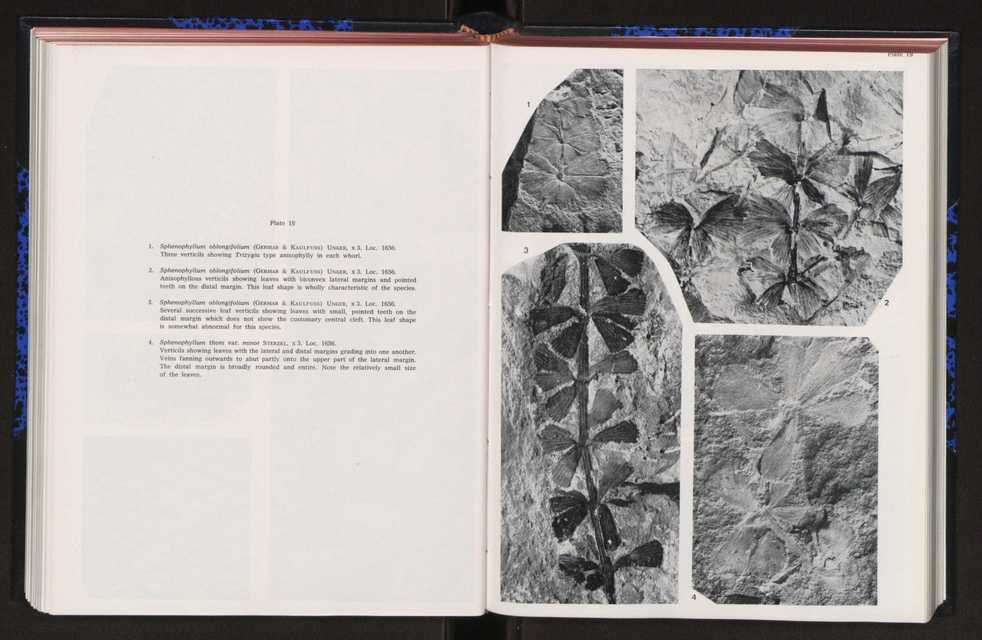 Anais da Faculdade de Cincias : supplement to volume 64 (1983) : special volume in honour of Wenceslau de Lima, palaeobotanist and statesman (1858-1919) 163