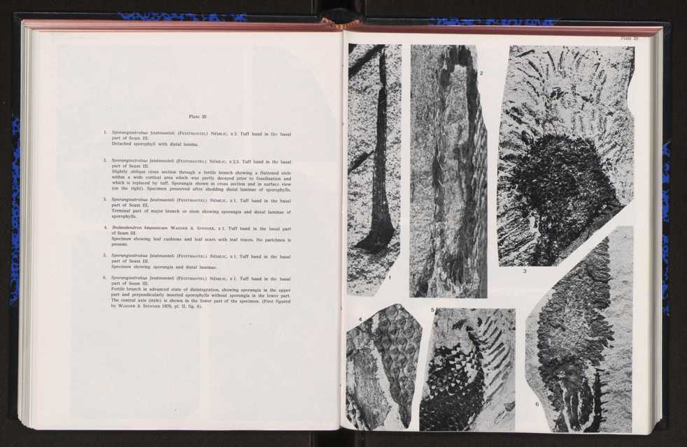 Anais da Faculdade de Cincias : supplement to volume 64 (1983) : special volume in honour of Wenceslau de Lima, palaeobotanist and statesman (1858-1919) 164