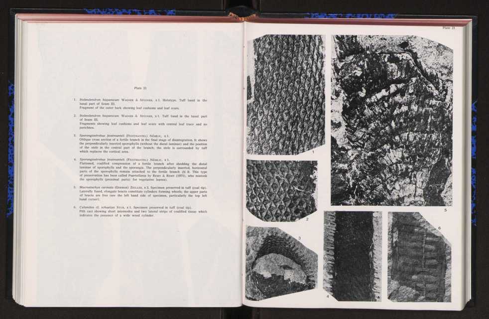 Anais da Faculdade de Cincias : supplement to volume 64 (1983) : special volume in honour of Wenceslau de Lima, palaeobotanist and statesman (1858-1919) 165