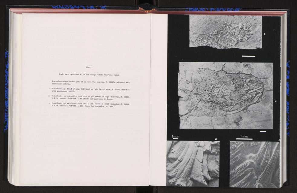 Anais da Faculdade de Cincias : supplement to volume 64 (1983) : special volume in honour of Wenceslau de Lima, palaeobotanist and statesman (1858-1919) 173