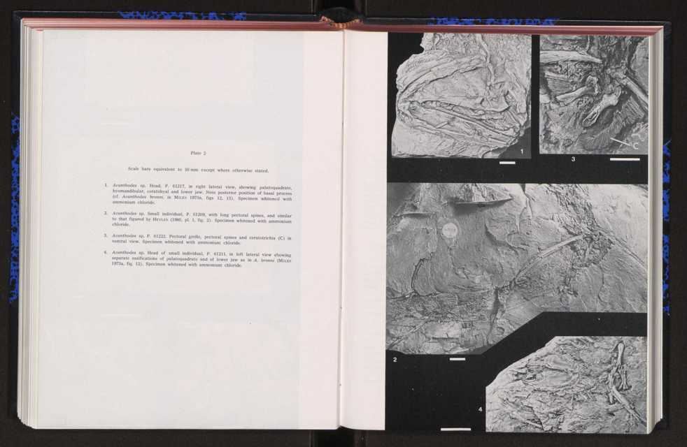 Anais da Faculdade de Ci�ncias : supplement to volume 64 (1983) : special volume in honour of Wenceslau de Lima, palaeobotanist and statesman (1858-1919) 174