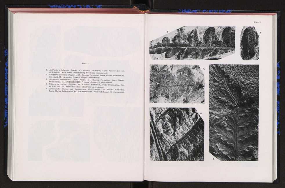 Anais da Faculdade de Ci�ncias : supplement to volume 64 (1983) : special volume in honour of Wenceslau de Lima, palaeobotanist and statesman (1858-1919) 244