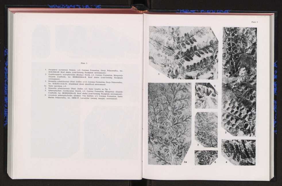 Anais da Faculdade de Cincias : supplement to volume 64 (1983) : special volume in honour of Wenceslau de Lima, palaeobotanist and statesman (1858-1919) 245