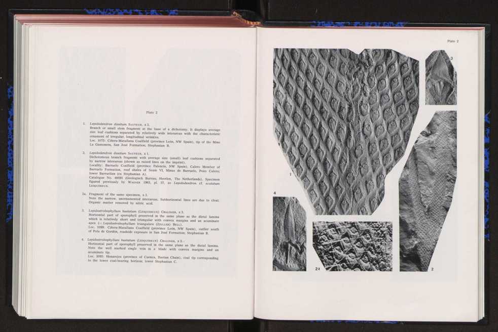 Anais da Faculdade de Cincias : supplement to volume 64 (1983) : special volume in honour of Wenceslau de Lima, palaeobotanist and statesman (1858-1919) 292