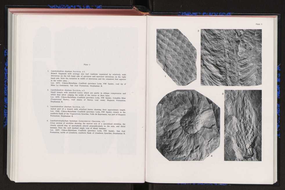 Anais da Faculdade de Cincias : supplement to volume 64 (1983) : special volume in honour of Wenceslau de Lima, palaeobotanist and statesman (1858-1919) 293