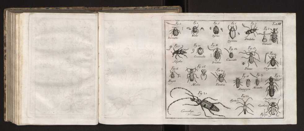 Diccionario dos termos technicos de historia natural extrahidos das obras de Linno ...:Memoria sobre a utilidade dos jardins botanicos 182